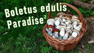 Mushroom Hunting - August 15th 2023 (part 2/2) - Boletus edulis | Cep | King bolete | Funghi Porcini