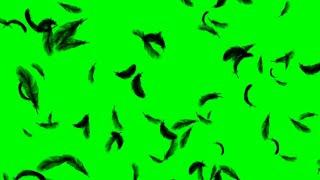 Feathers Falling Animation Isolated on Green Screen Background HD Footage