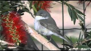 Getting to grips with warblers 4: Whitethroat Vs Lesser Whitethroat
