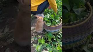 #rabits #animals #shorts  cute little rabit