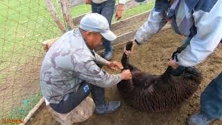 Кострация скота без скальпеля, без крови!