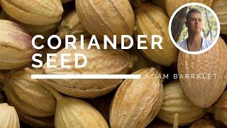 Coriander - The Oil of the Impeccable Integrity