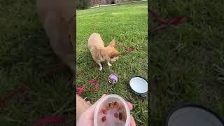 Picnic with Mellie the Chihuahua in Turia Garden Valencia