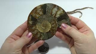 КАМЕНЬ АММОНИТ/ИСТОРИЯ АММОНИТА/ AMMONITE STONE / HISTORY OF AMMONITE