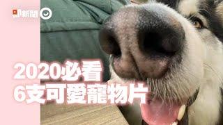 2020必看6支可愛寵物片｜黃金獵犬｜貓｜柴犬｜雪橇犬｜水獺