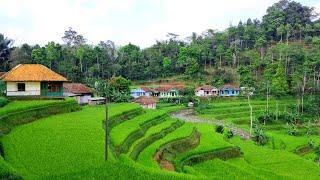 SUPER MANTAP‼️Kampung Super Indah Di Kabupaten Tasikmalaya, Bikin Lupa Setoran, Pedesaan Jawa Barat