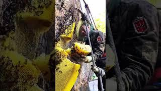 Wonderful wild bees, delicious honey #honeybeesting #vlong #beekeeping #honey