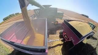 Cutting Soybeans