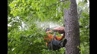 Hew Wood Tree Service LLC