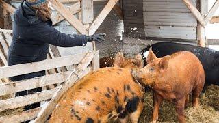 Des cochons élevés dans la neige!