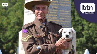 Australia's War Animals - Behind the News