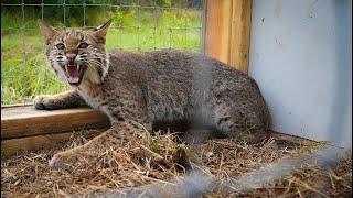 Trapping WILD BOBCAT in HOME MADE trap! {Catch Clean Cook} Cast Iron Bobcat Loin