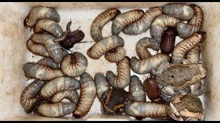 How to Catch Bullfrogs, Many Biggest Worms Wood, One Millipede, Small Centipede and Beetles #insects