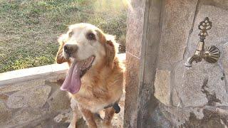 Walter Sees Our Farm for the First Time and Jumps for Joy!