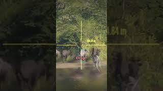 The CASE of the DISAPPEARING SUPER RARE!!! - Call of the Wild #shorts