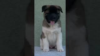 American akita teddy bear. instagram: nora_the_akita_.     #akita #americanakita #puppy #akitapuppy