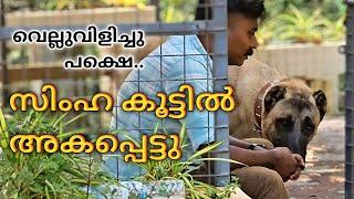 മരണം മുന്നിൽ കണ്ട നിമിഷം.. kangal dog challange.. Leash Talks