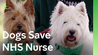 Dogs save NHS nurse  | The Dog House  | Jock & Macy the terriers