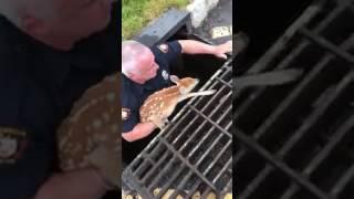 Woodbridge police officer rescues deer