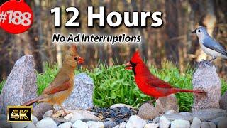 Videos for Cats  Best of Uninterrupted CatTV  12 Hour Compilation Mix of Birds  @LensMyth