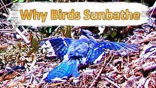 Why Birds Sunbathe