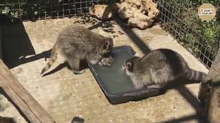 As raccoons children bathe)))))))))) Taigan.