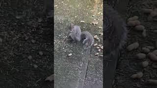 Squirrel Tribe Does Self-Serve #funny