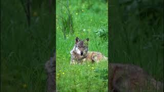 Beautiful wolf relaxing in nature