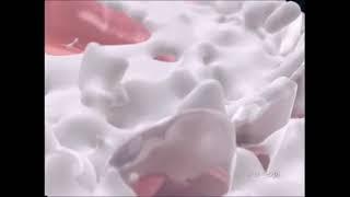 aquafresh 歯磨き粉 エクストリーム・クリーン cm (2005)