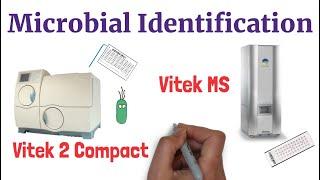 Microbial Identification | Vitek 2 Compact | Vitek MS     ​​⁠