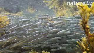 European sprat (Sprattus sprattus) shoaling in shallow water, Scapa Beach, Scotland. September.