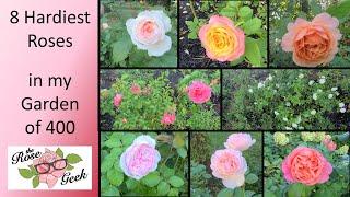  8 Hardiest Roses out of 400 / 5 Kordes, 2 Meilland, 1 David Austin / Most Disease Resistant Roses