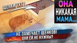 Первые 6 часов жизни новорожденных щенков. Какая Лира мать?