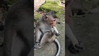 so cute-monkey long tail playingKD1 #monkeys #viral #animals #shortsvideo #monkey #youtubeshorts