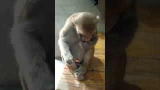 Monkey Rani Funny Video  Dekh Tamasha bandar ka #Vidioupload#Monkey#Youtubeshorta