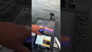 What do Bass on Live Scope look like?  #bassfishing     #livescope #livescopetips