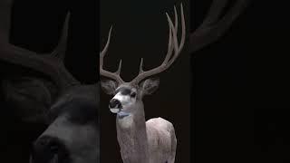 MAX SCORING MULE DEER! #wayofthehunter #gameplay #subscribe