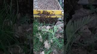 Ось така весна!!! #bee #beekeeper #beekeepers #beekeeping #nature