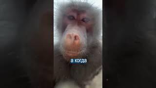 Бабуины Сняли Видео на Выроненный в Вольере Телефон