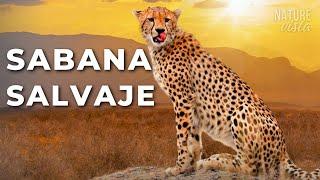 SABANA AFRICANA | Depredadores Brutales y Naturaleza Épica - DOCUMENTAL COMPLETO