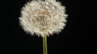 Dandelion flower opening to clock blowing away time lapse