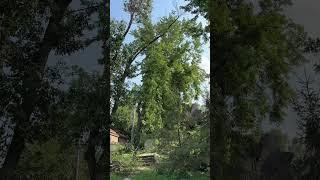 Today we’re removing this dangerous tree. #siouxcitytreeco #treeservice #treeremoval #SiouxCity