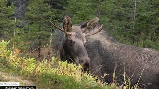 Giant Bull Moose Just Being Moose  #bullmoose