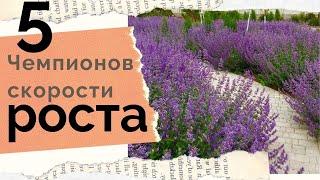 Быстрорастущие многолетние цветы - объем и цветение в первый сезон!