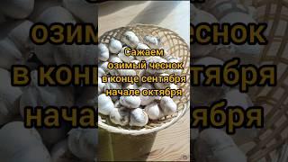 Сажаю озимый чеснок #огород #чеснок#озимыйчеснок