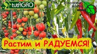 ЛУЧШЕЕ СРЕДСТВО ДЛЯ ОГУРЦОВ и всего огорода. Один раз обработал и всё. Атлантис из созвездия BioDSO.