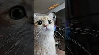 미어켓큐리 #cat #고양이 #반려묘 #브리티쉬숏헤어