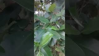 Glossy Privet Plant