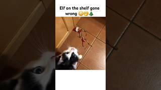  #elfontheshelf #elf #christmas  #laughs #fyp #family #alliwantforchristmasisyou #jokes #viral #cat