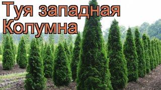 Туя западная Колумна (thuja occidentalis columna)  Колумна обзор: как сажать, саженцы туи Колумна